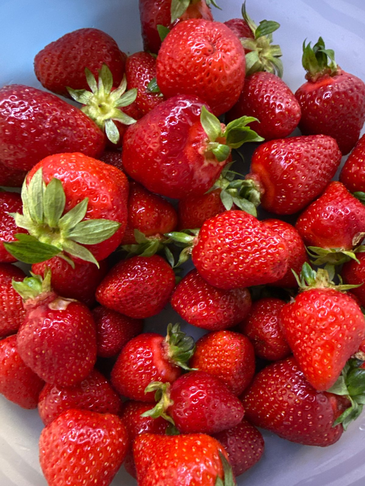 Strawberries and dogs spotted in Zornitsa, Bulgaria afternoon