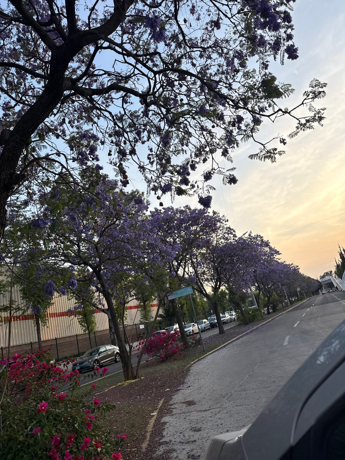 Jacaranda trees bloom purple along Puebla street