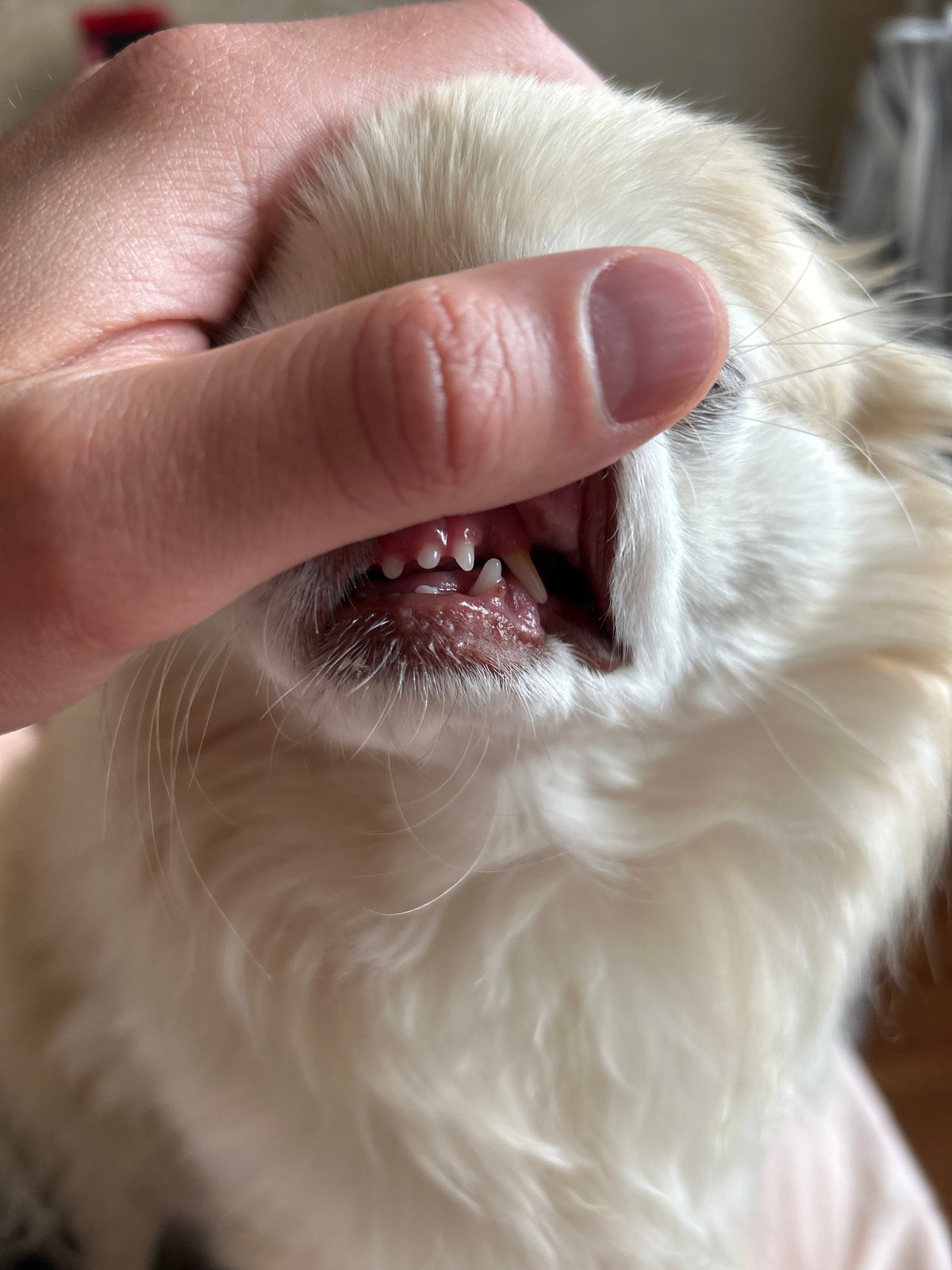 Close-up shots of a fluffy chihuahua in Moskovskiy