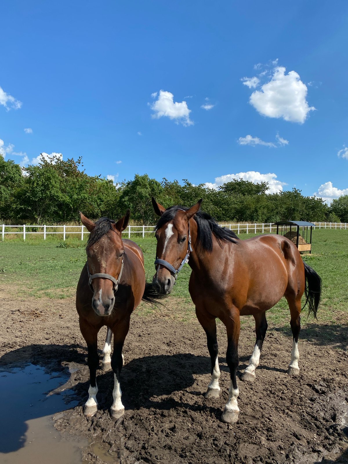 Two bridled horses in a sunny field in Buk, Poland