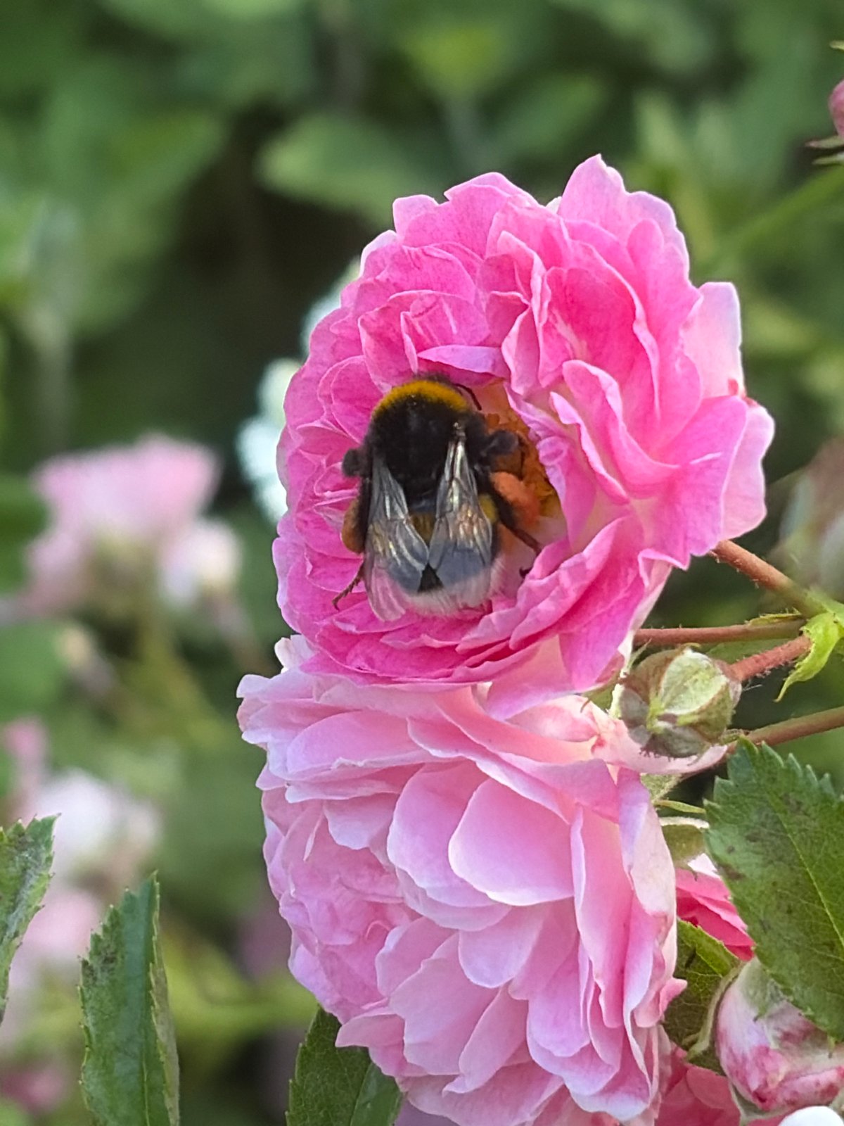 Summer blooms and a bumblebee in a Kaliningrad garden