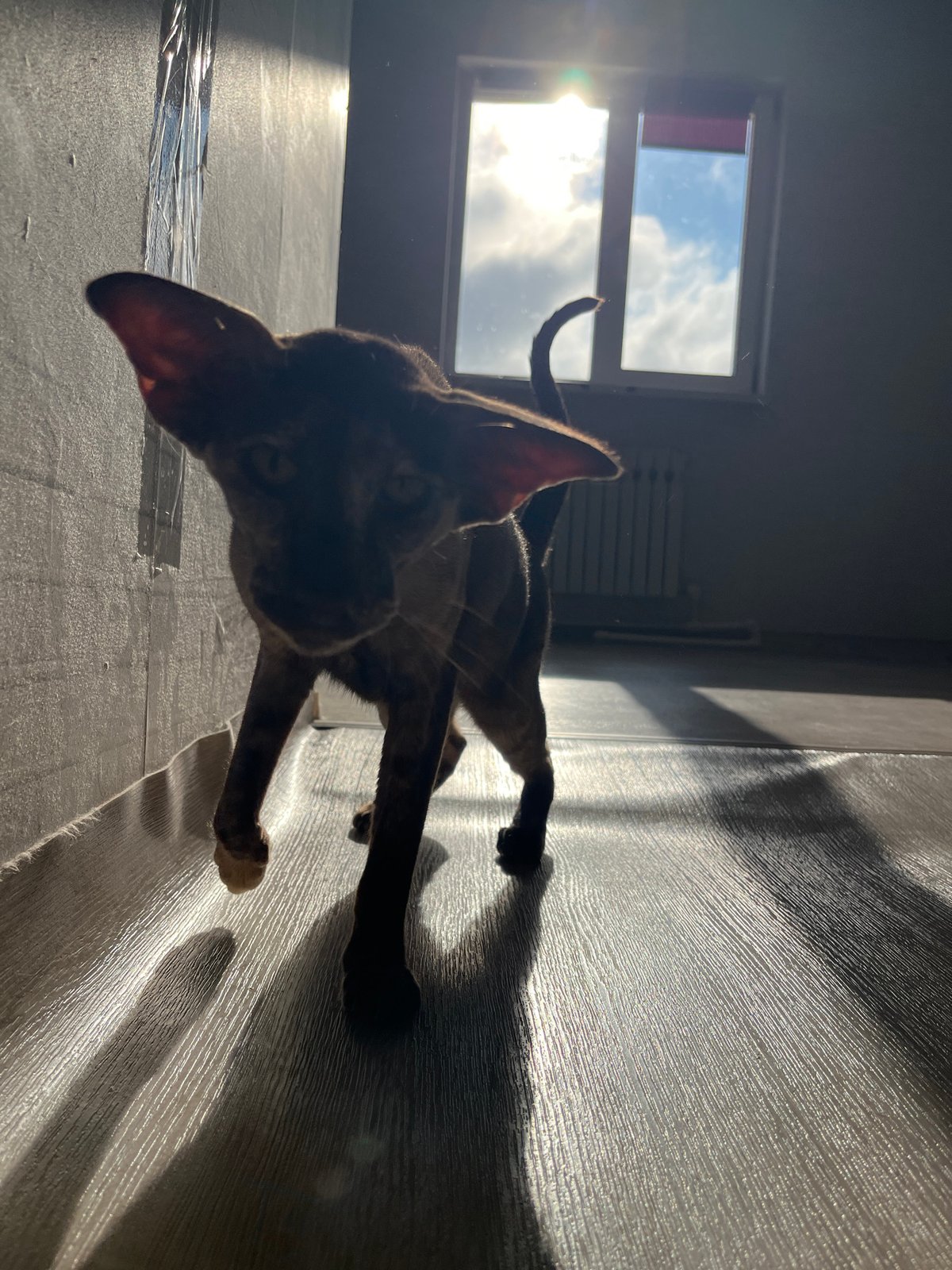 Oriental Shorthair cat roams a sunlit room in Chaikovsky