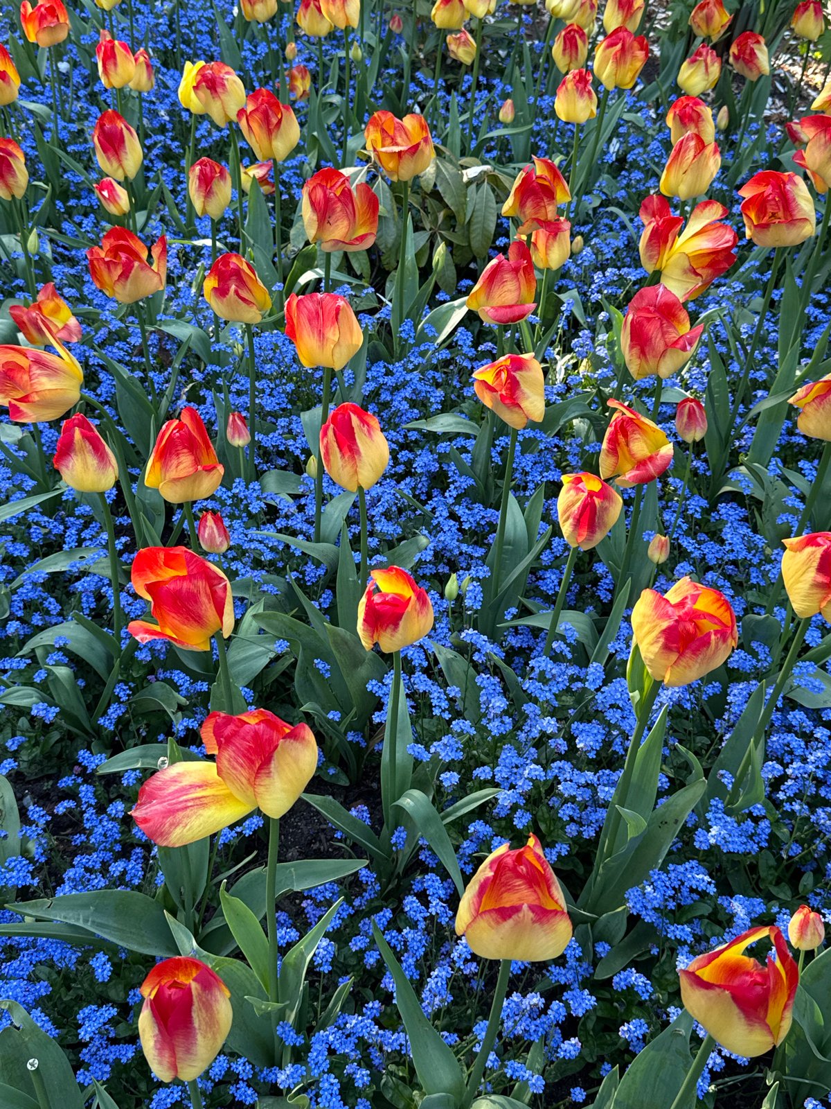 Spring flower display blooms in Vancouver garden