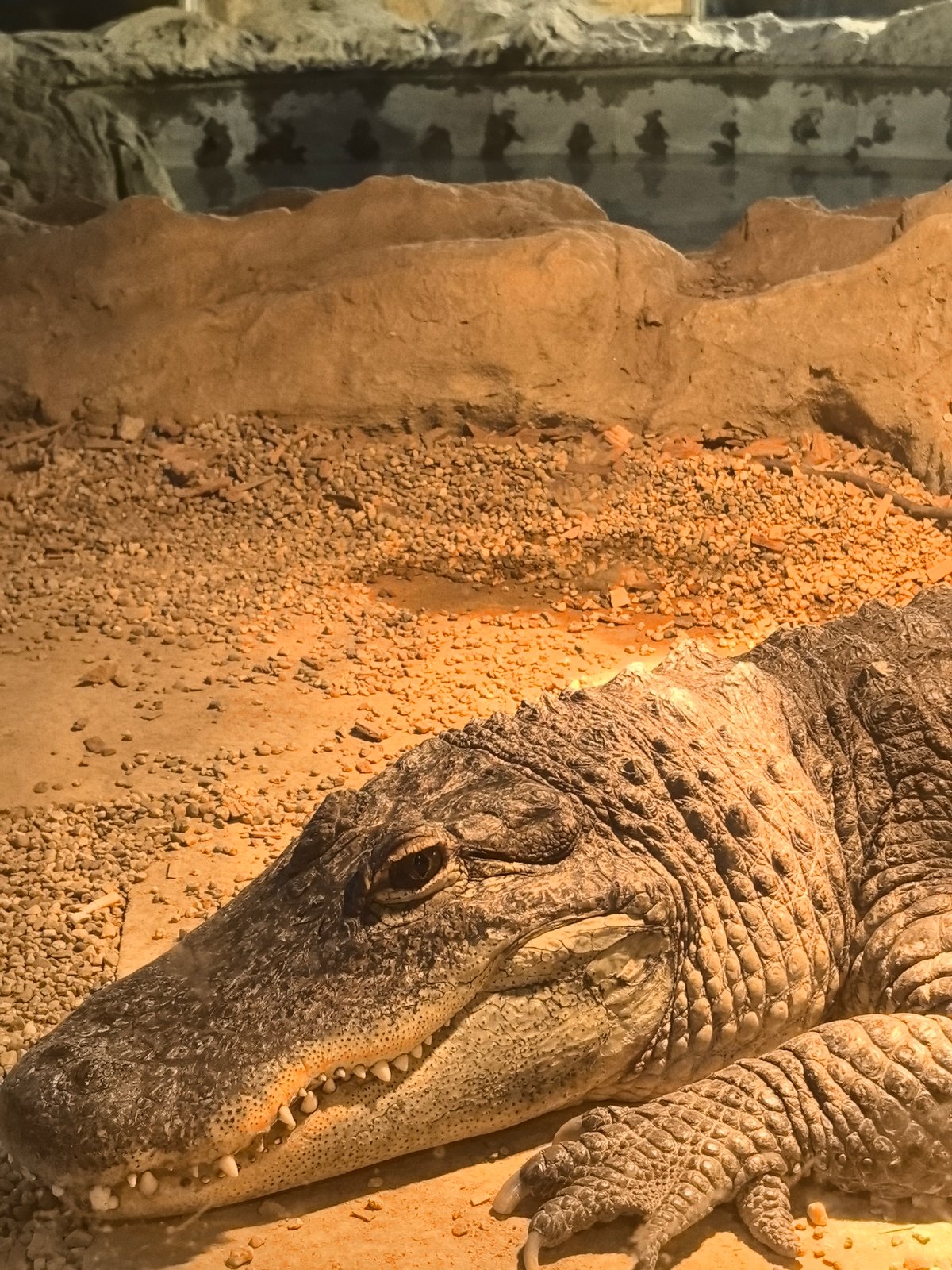 Alligator spotted resting in terrarium enclosure