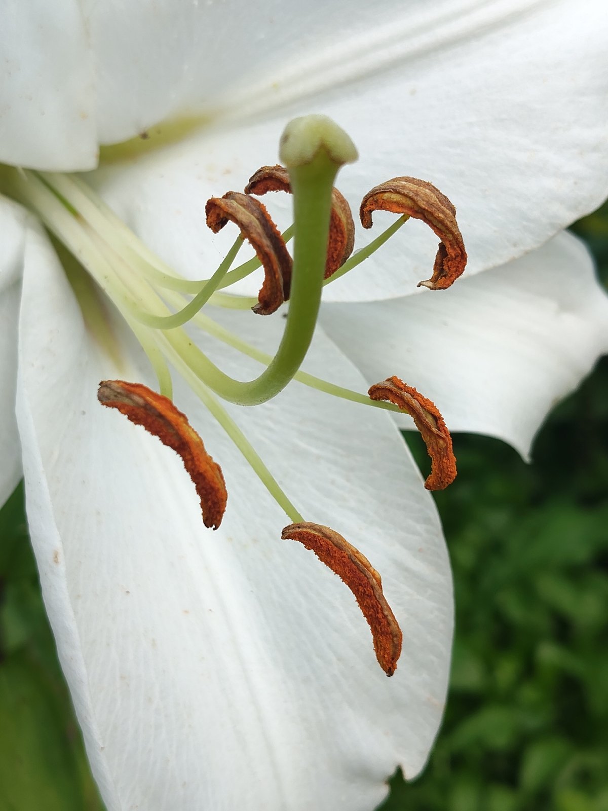 Up close with blooming lilies in a Russian garden