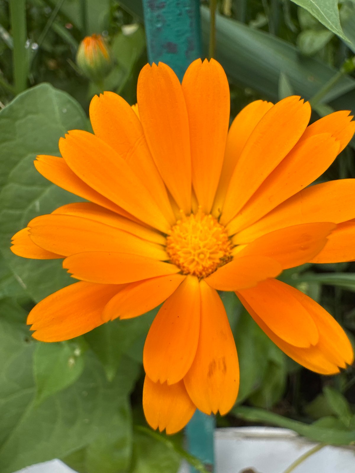 Morning flower blooms and street scenes documented in Karachayevsk