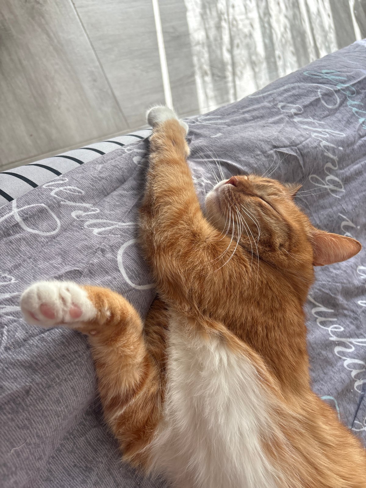 Cats spotted napping indoors across Bar, Montenegro