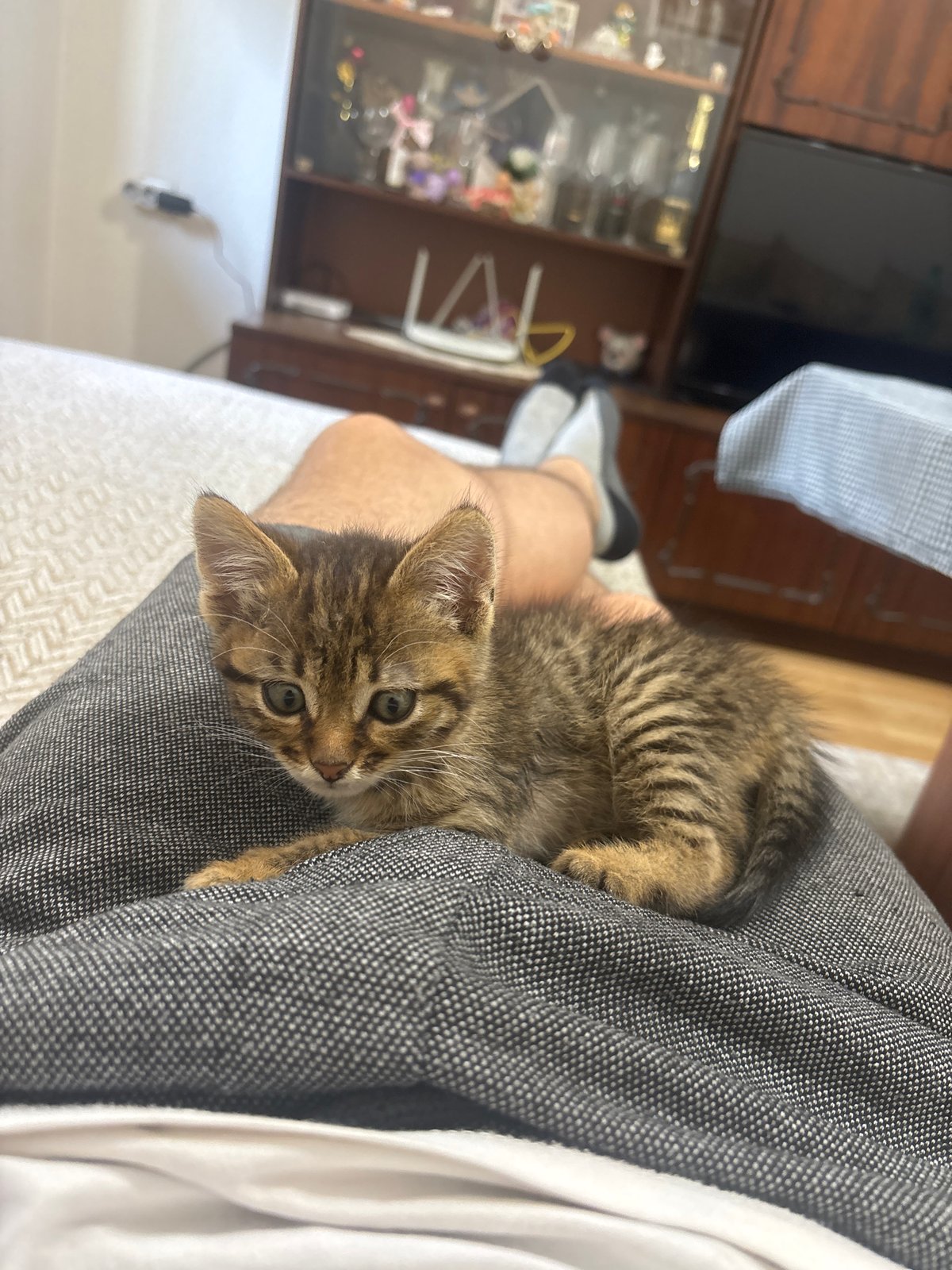 Tabby kitten plays and rests during afternoon session in Radilovo