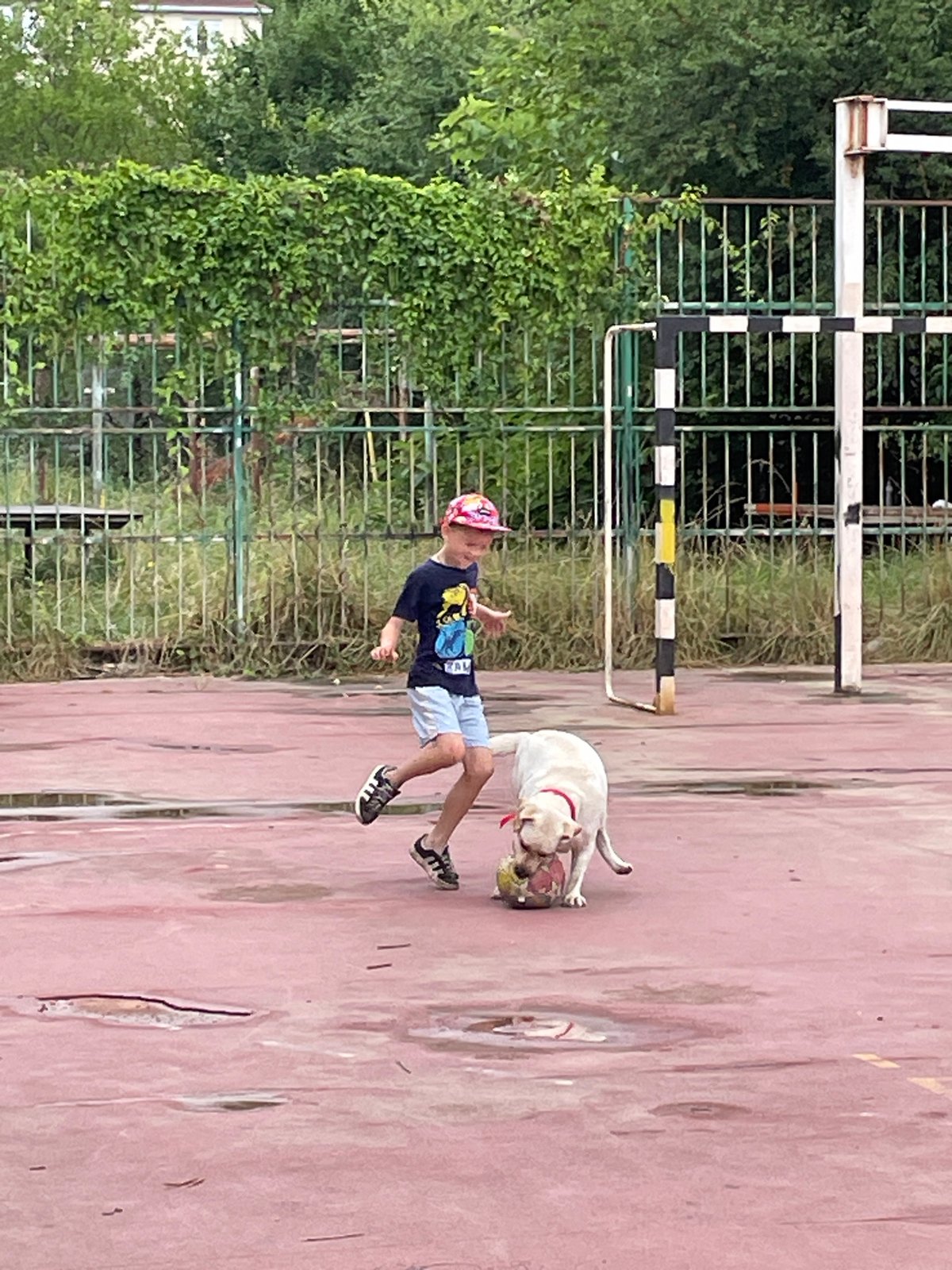 Labrador plays soccer on a wet red court in Sochi