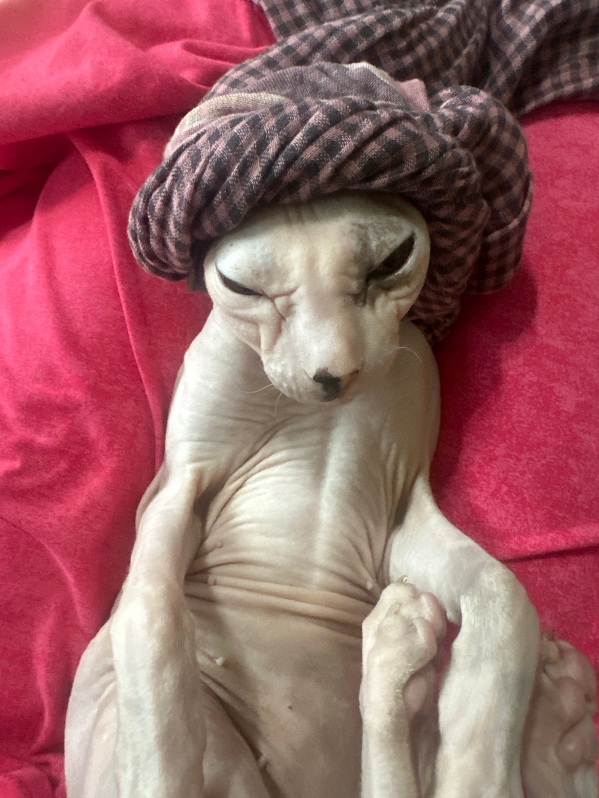 Sphynx cat fully committed to a pink aesthetic in Togliatti