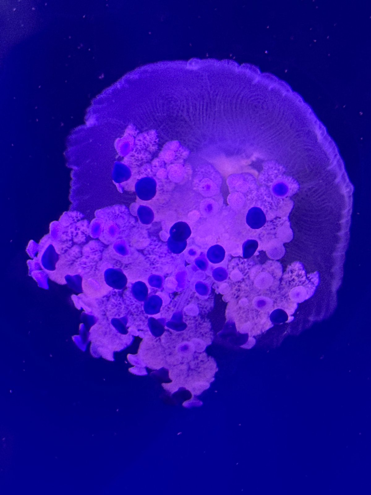 Purple jellyfish display captured at Valencia aquarium