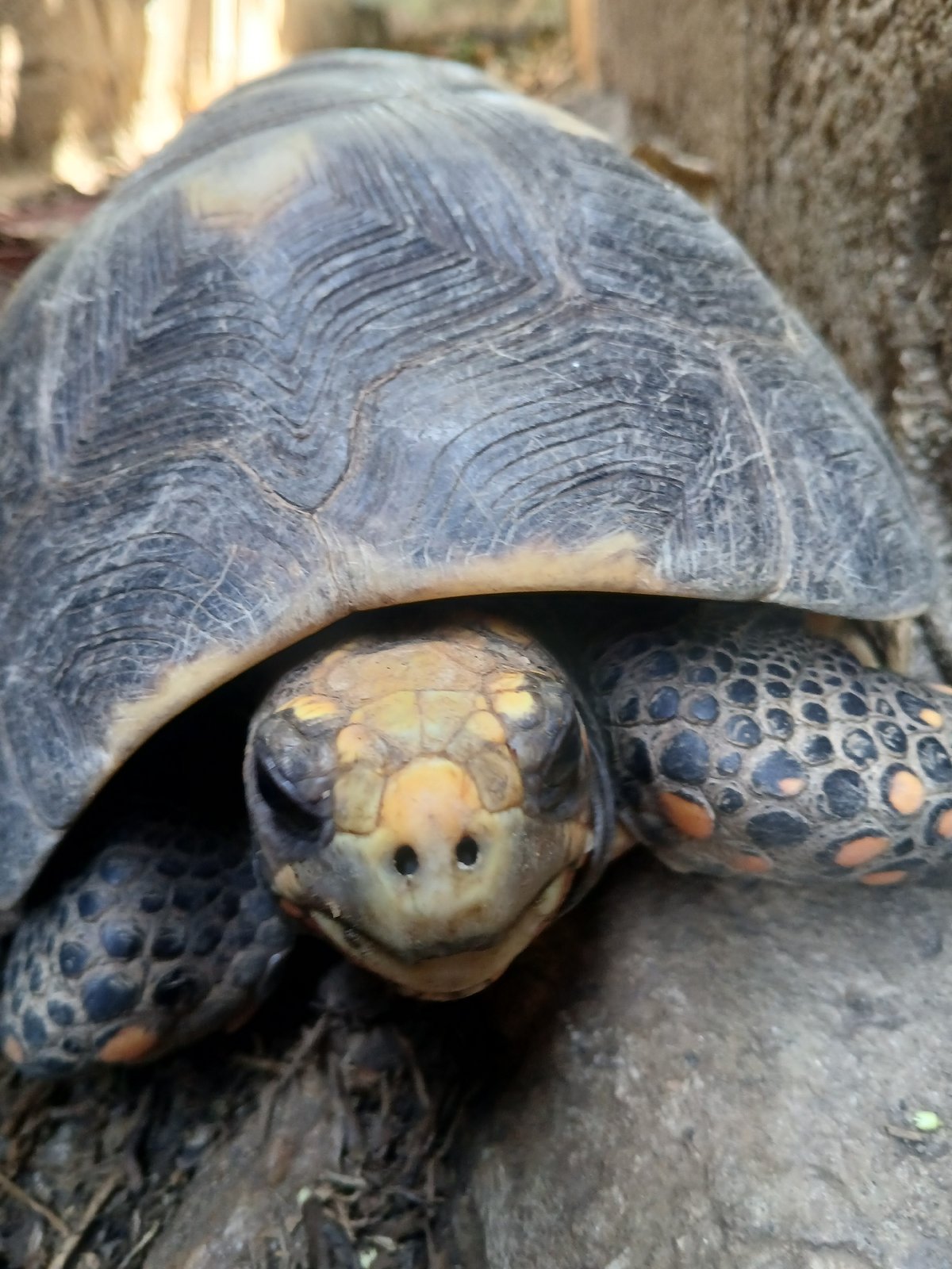 Afternoon in Juan Griego: a tortoise and its surroundings