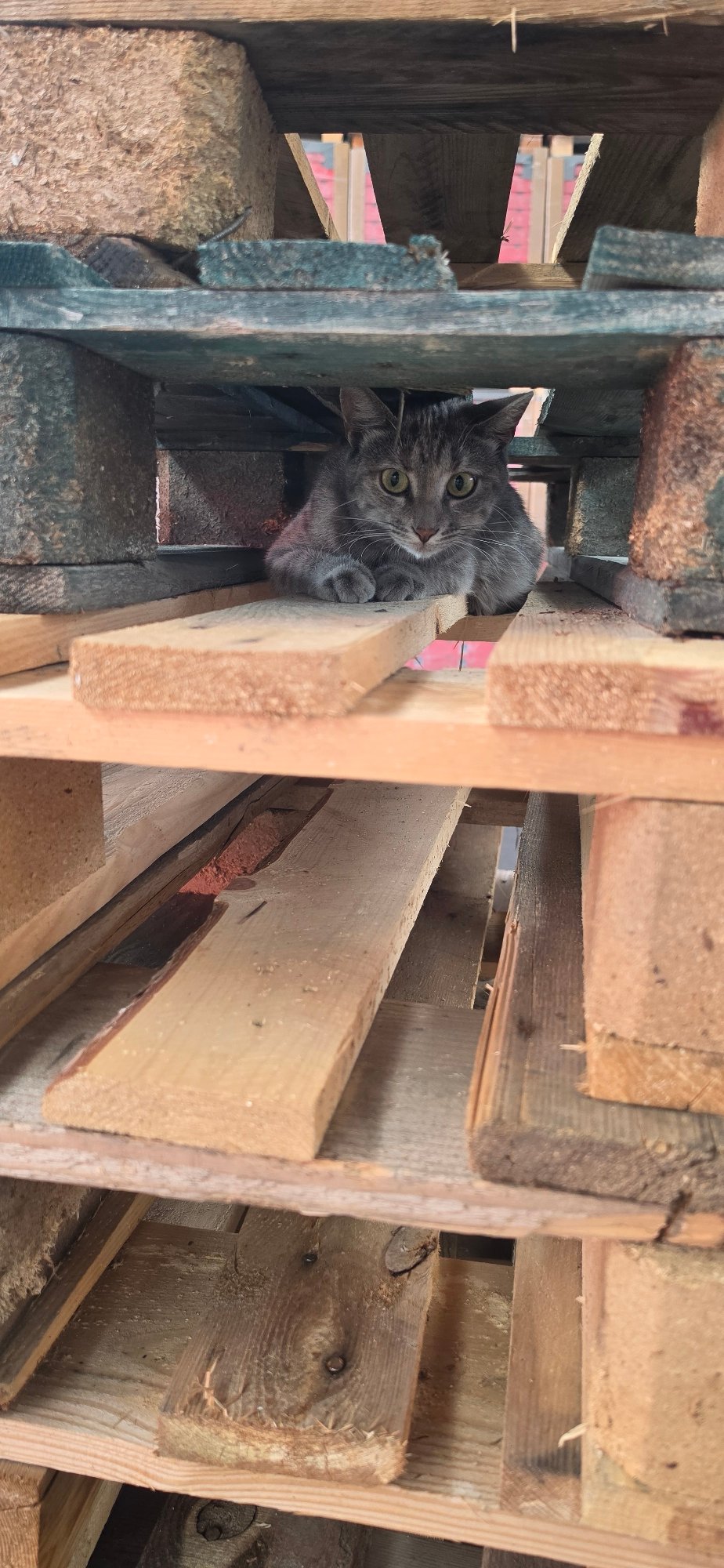 Tabby cat chilling between wooden pallets, green eyes forward.