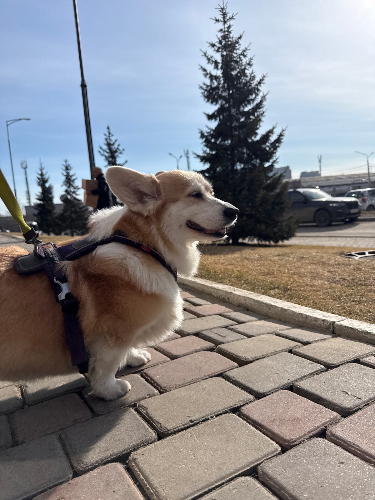 Late-night corgi walk documented across multiple Krasnoyarsk locations