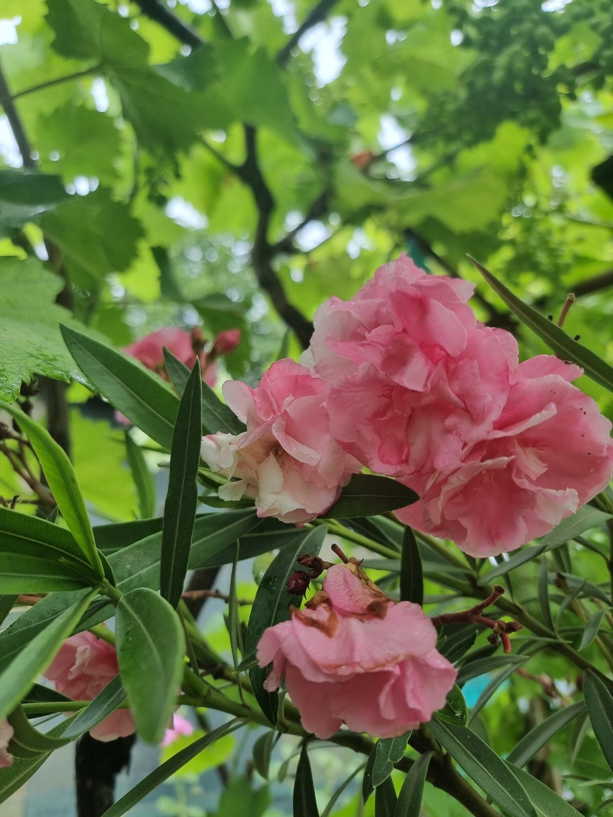 Copanca garden in bloom, kittens resting nearby on a dewy morning