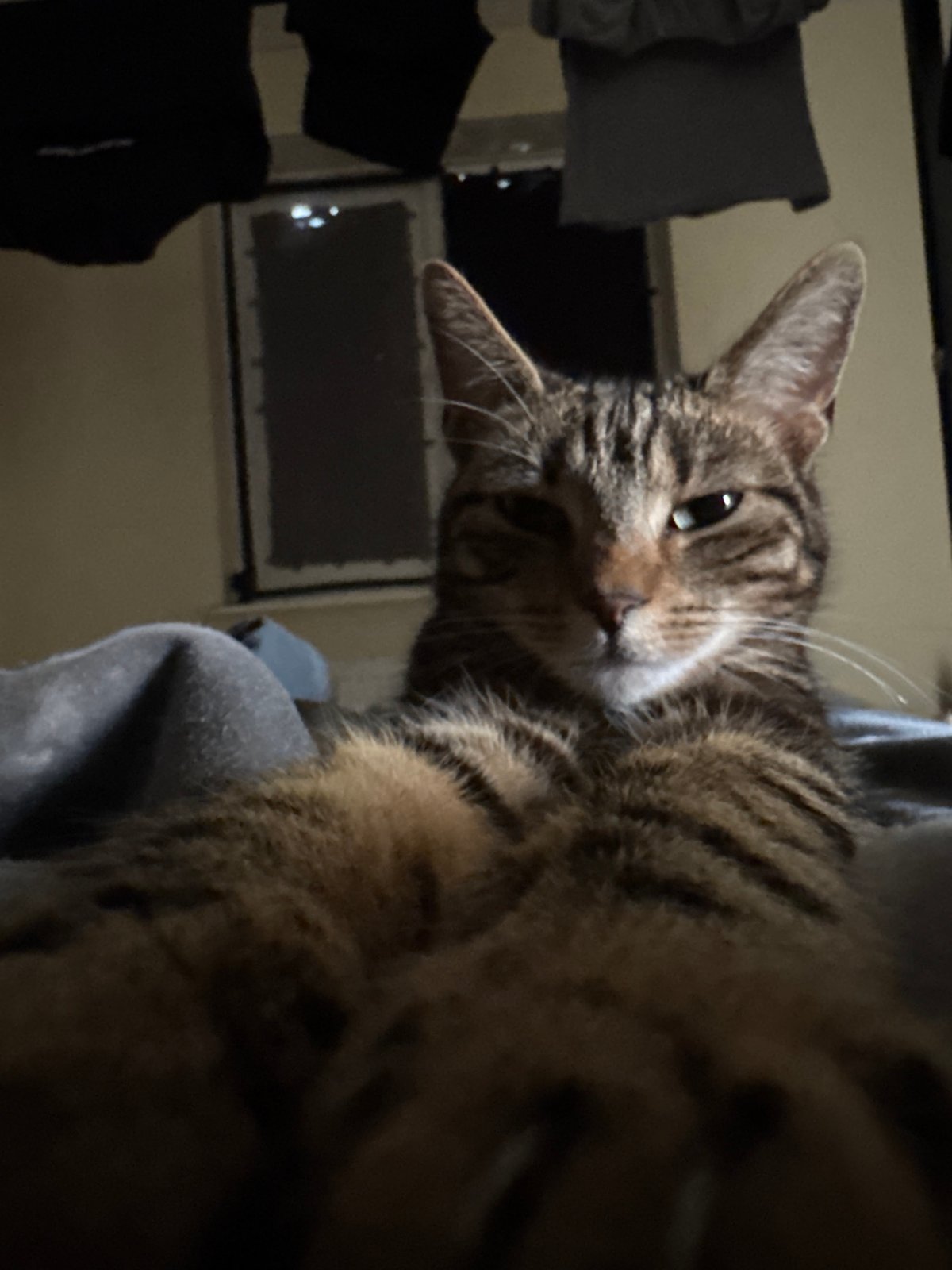 Lazy cat afternoon and bubble experiments in Desborough