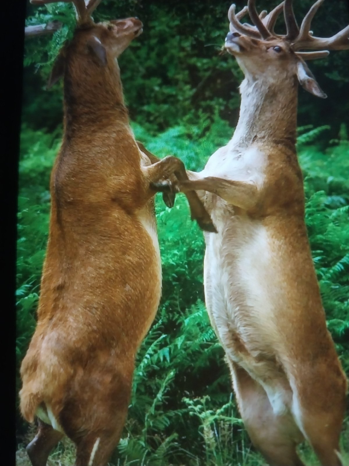 Deer spar, foxes wrestle, bullfrog rests — wildlife in action
