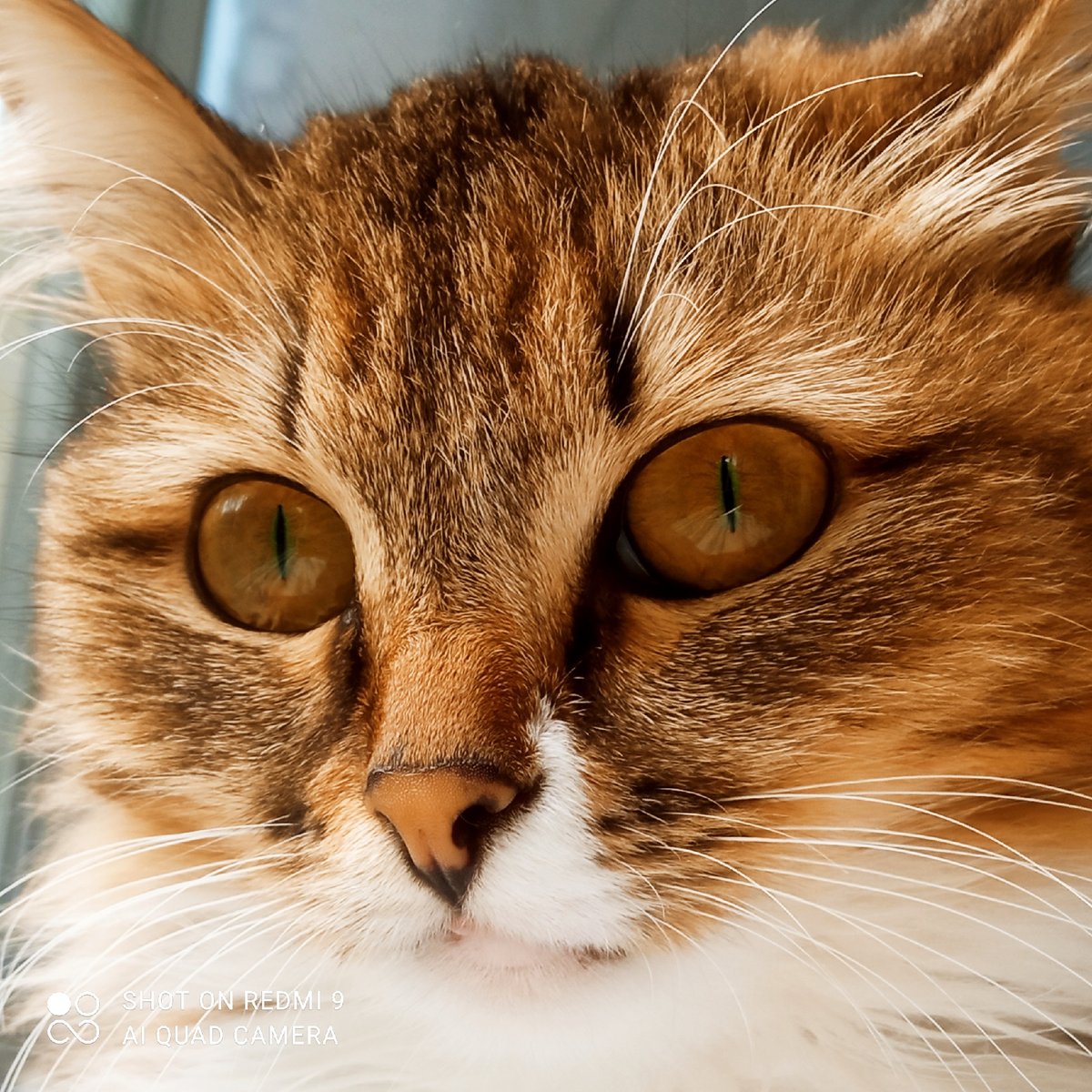 Cat portraits captured in early morning session in Chaikovsky