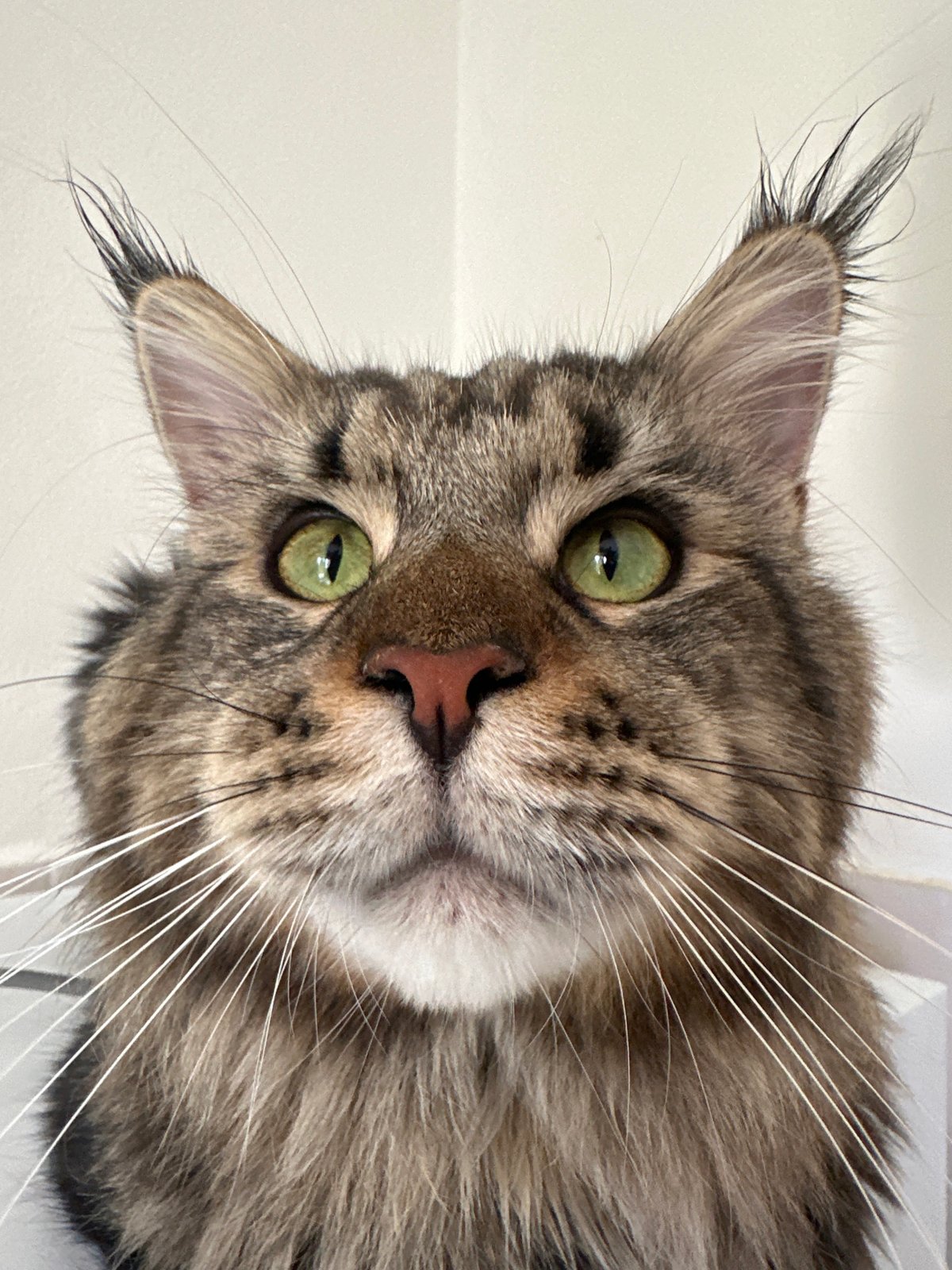 Cats, vintage watches, and everyday objects around the home