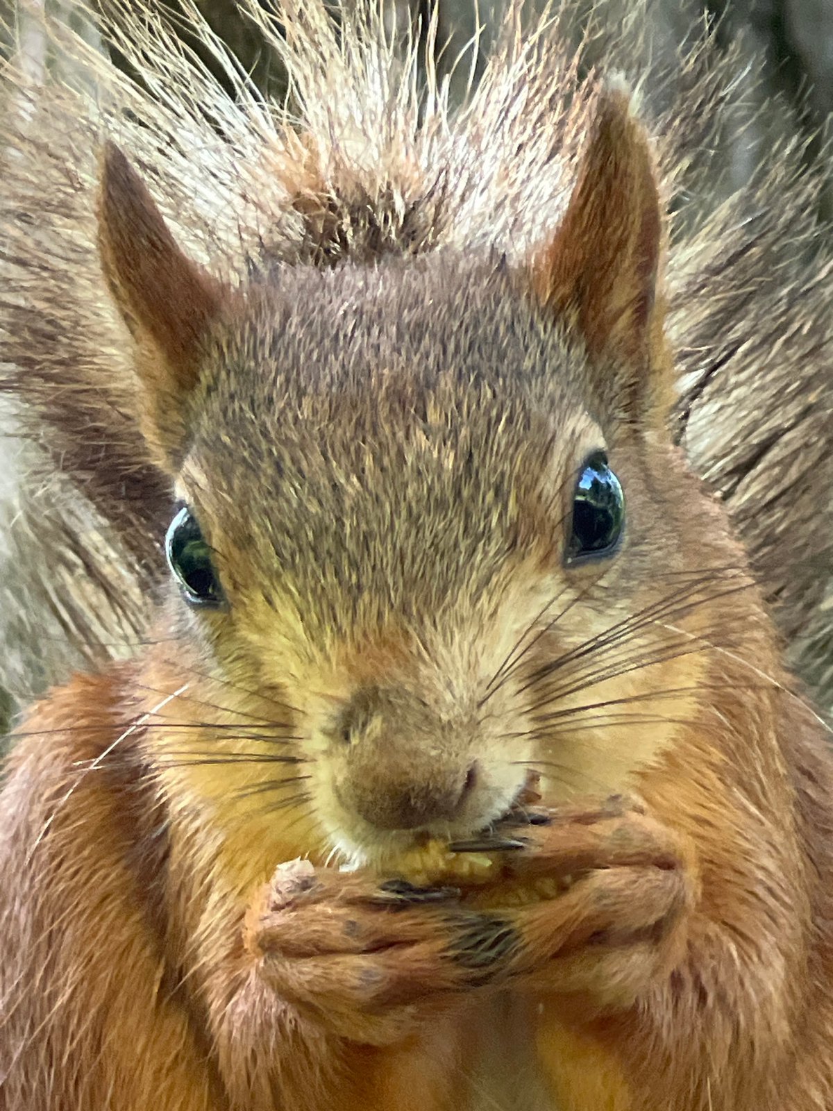 Squirrels and pigeons feed in Krasnodar park during morning