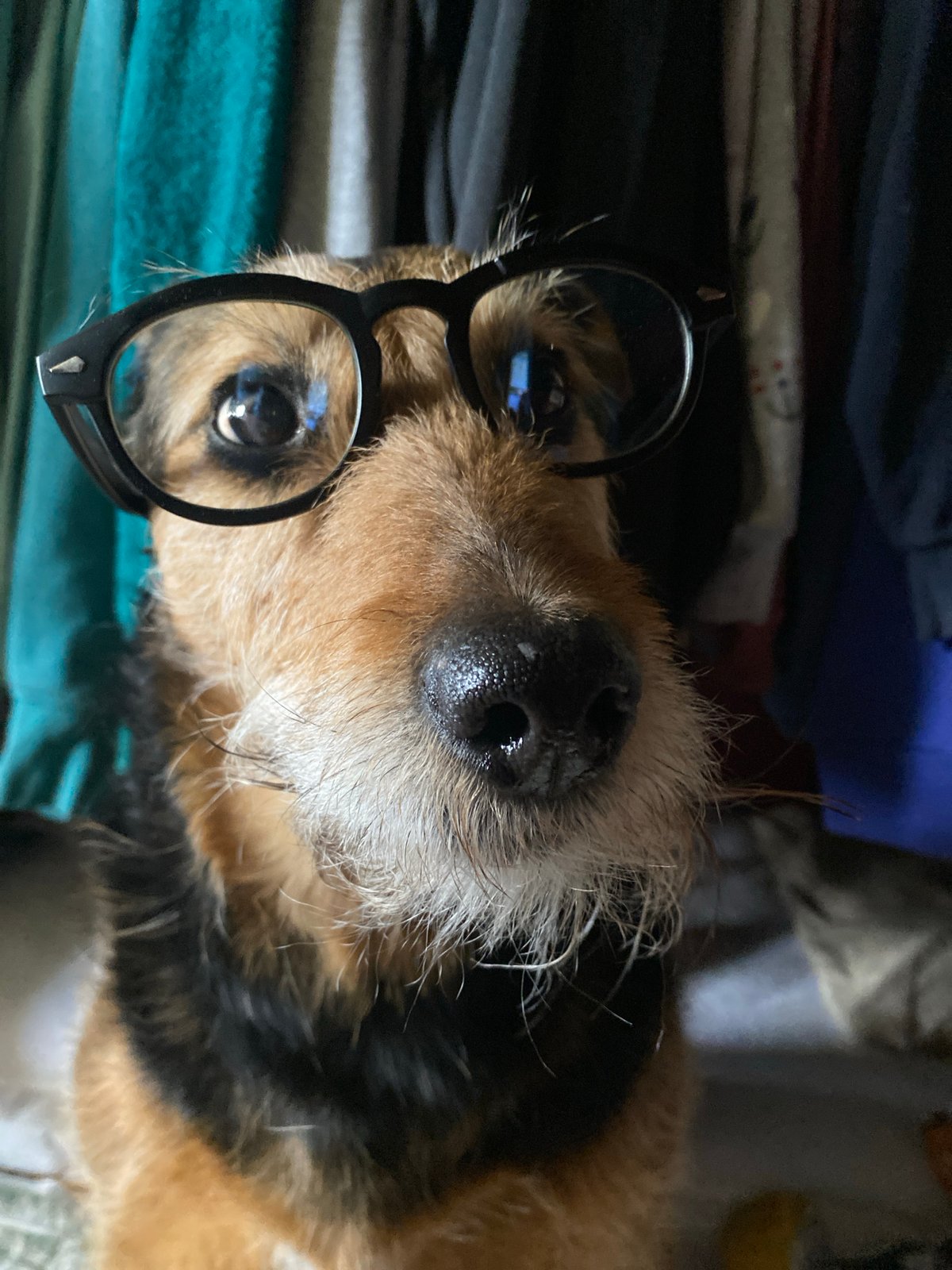 Dog in glasses, woman in sunglasses photographed in Moscow