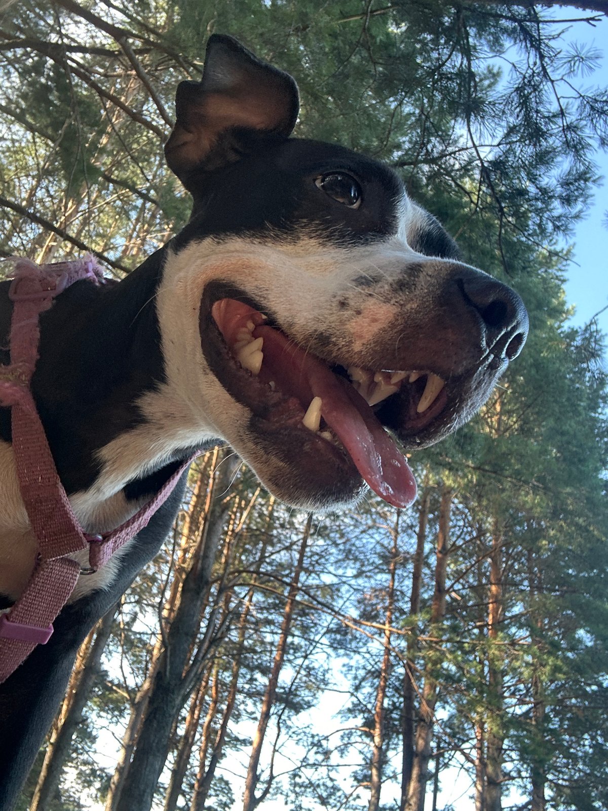 Dog in pink harness takes a breather in a Russian forest