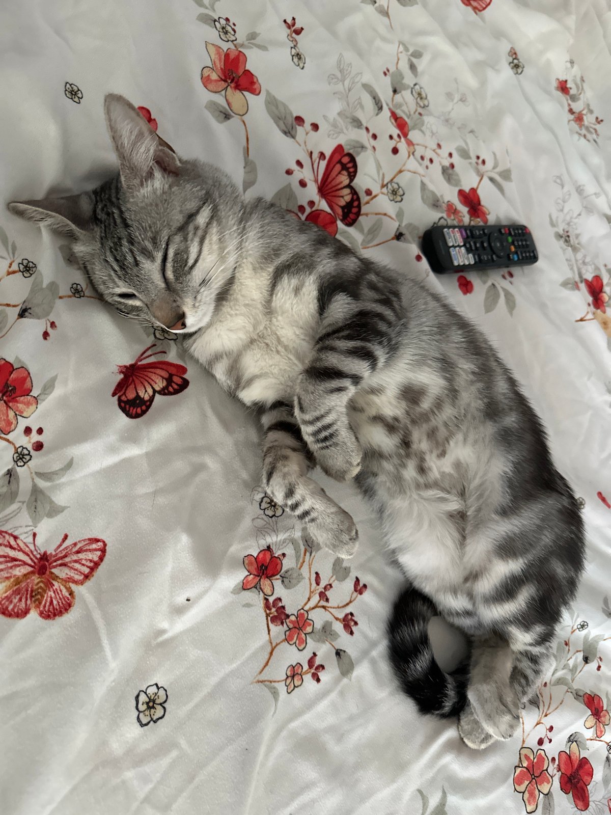 Lazy afternoon with a napping tabby cat in a Romanian home
