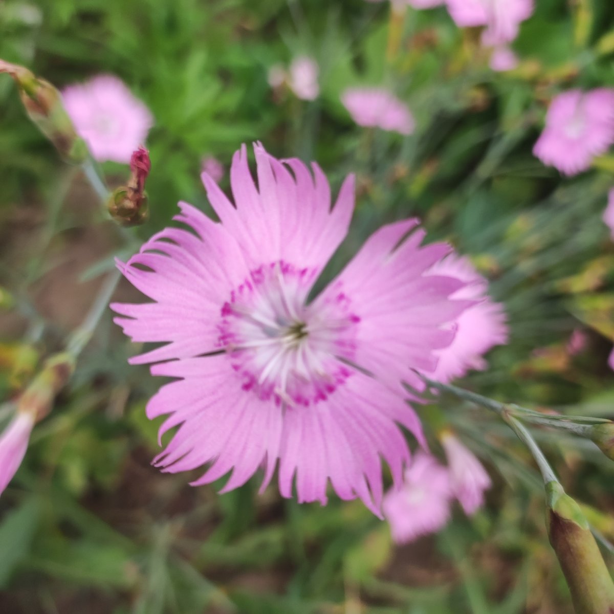 Close-up garden flower shots in Navoloki, Russia