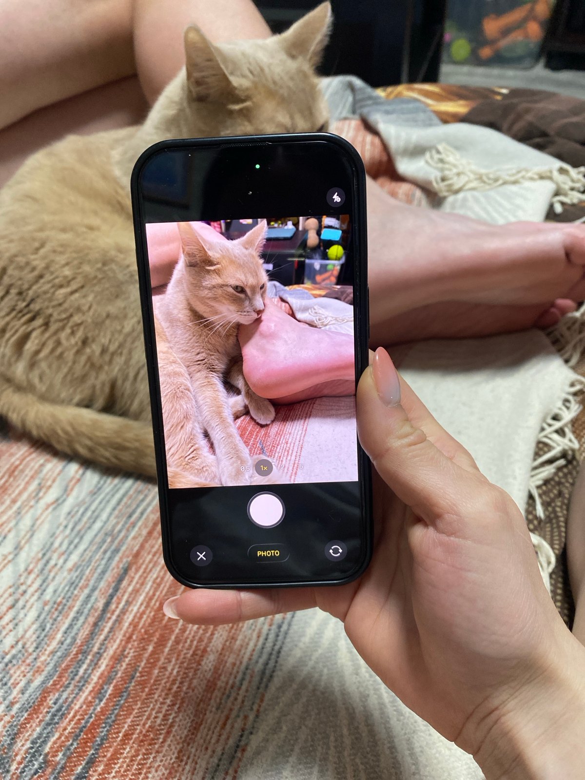 Domestic life documented: cat, food preparation in Chaikovsky