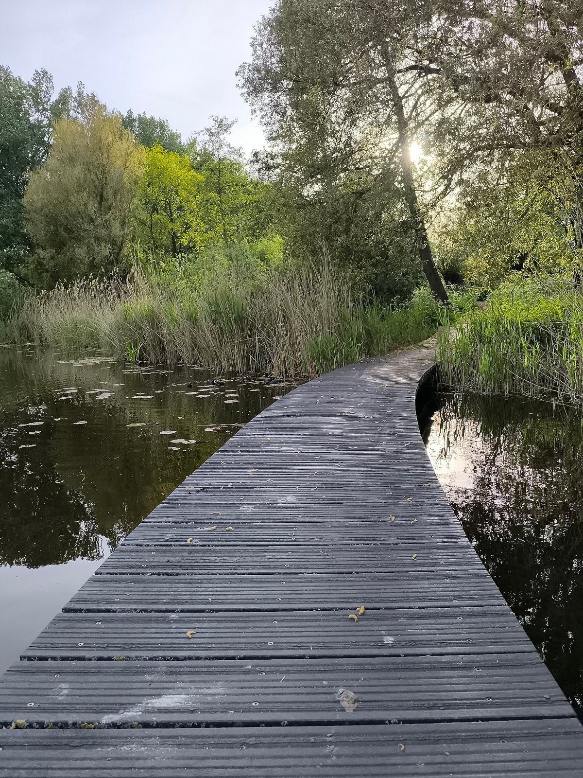 Evening nature walk documented through Alkmaar's waterways and paths