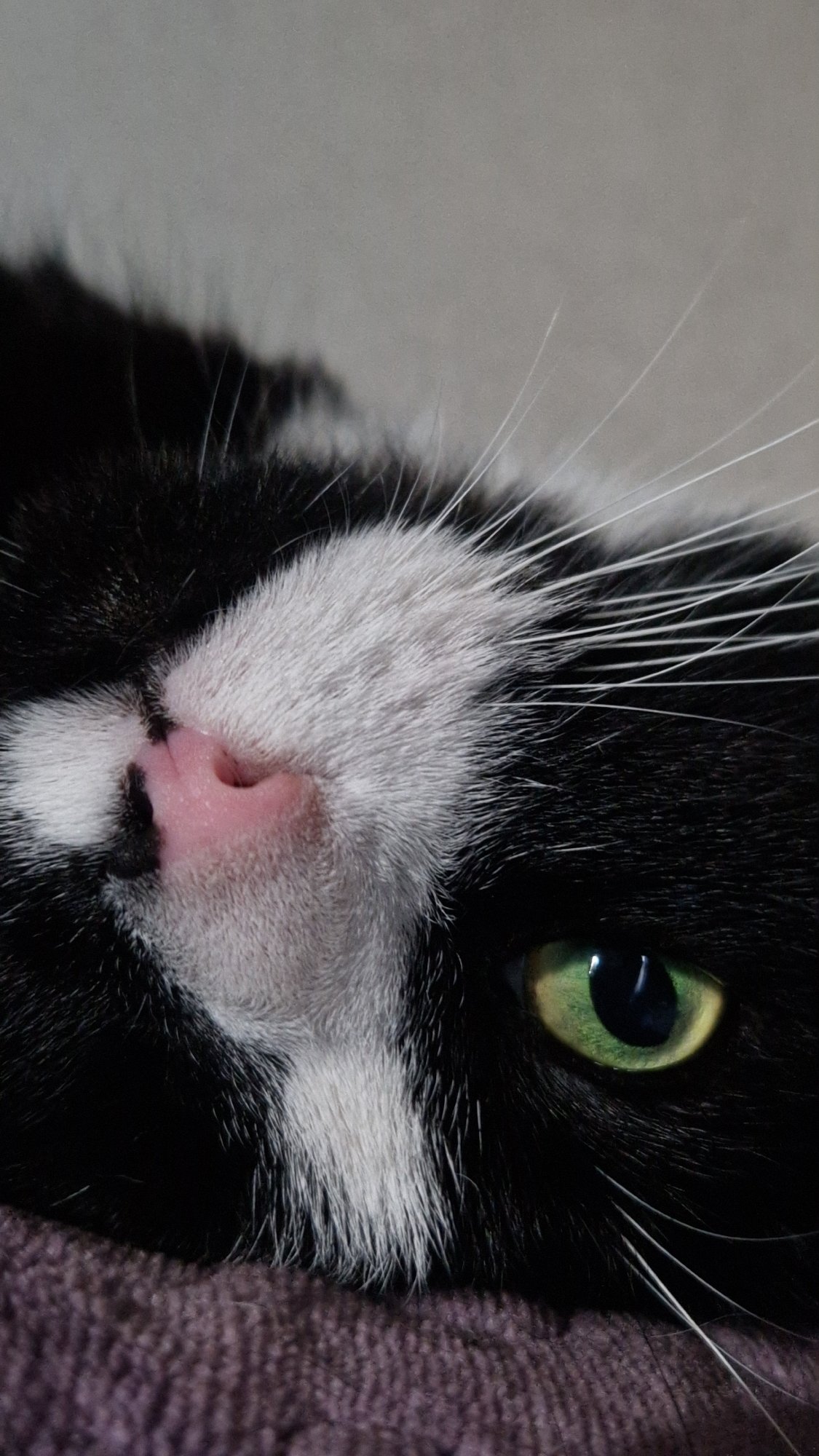 Black and white cat's lazy afternoon, up close in Riga