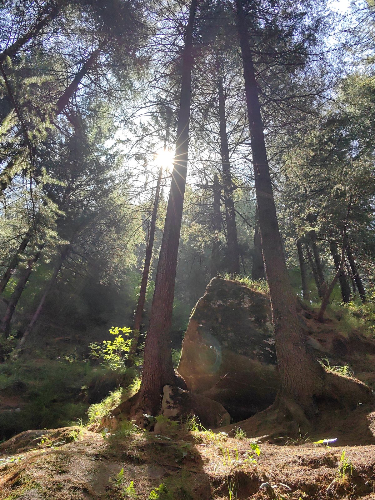 Morning forest walk documented in Vashisht pine woods