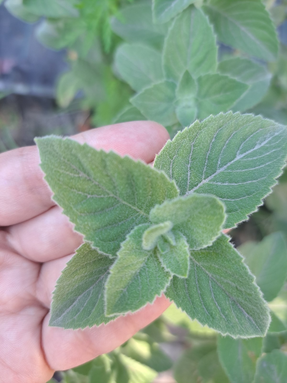 Close-up tour of a garden's fruits, flowers, and foliage