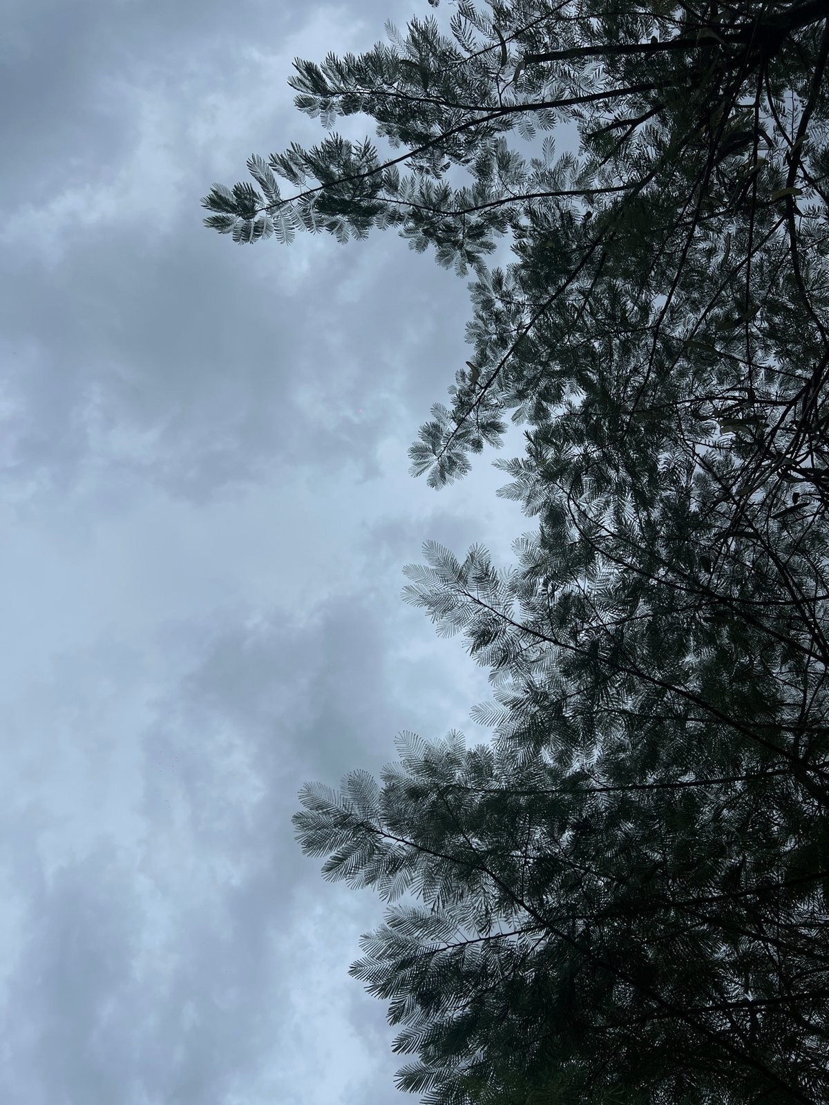 Morning documentation captures North Kuta's mix of nature and urban life