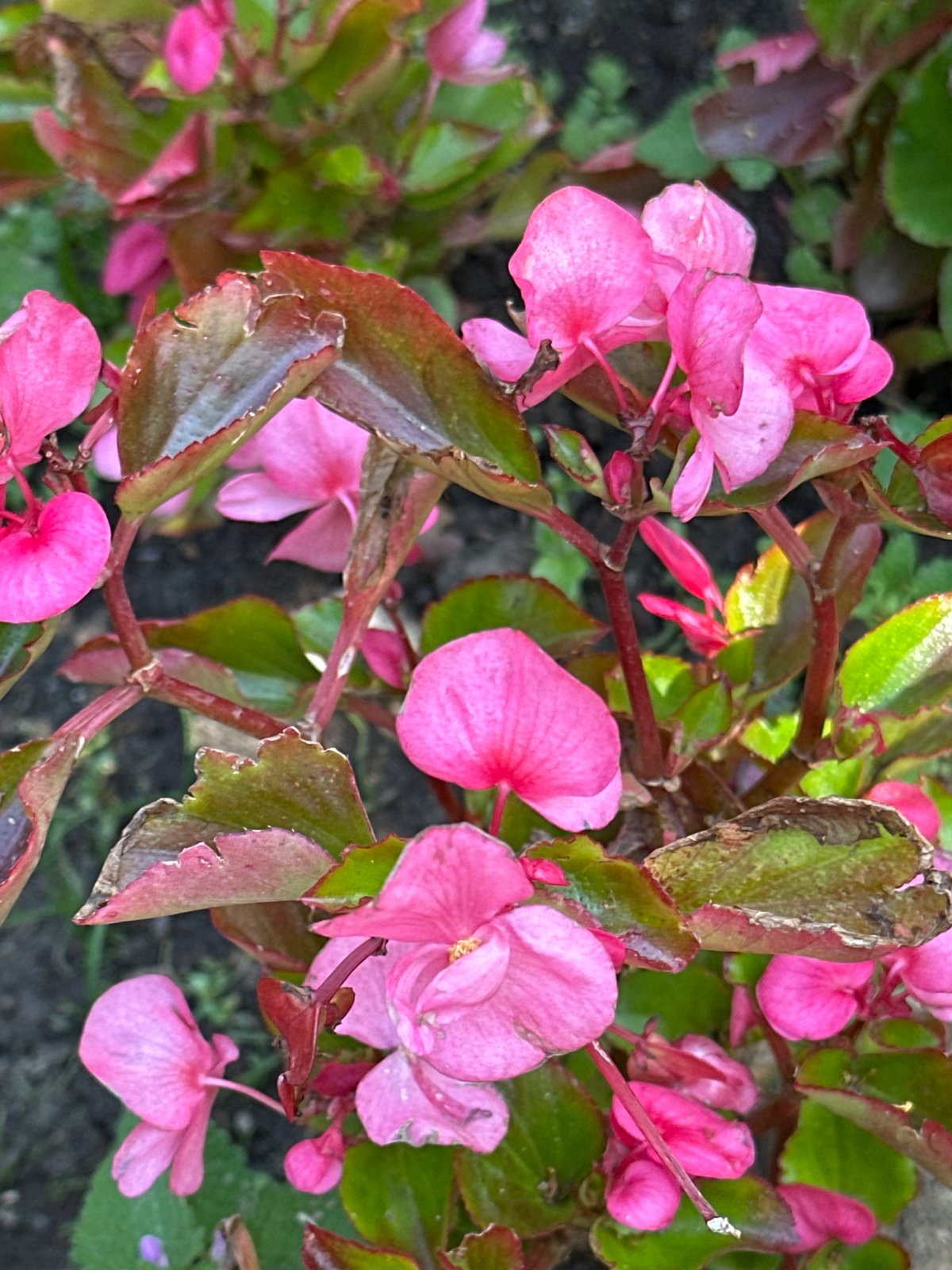 Churches, golden domes, and garden flowers in sunny Podolsk