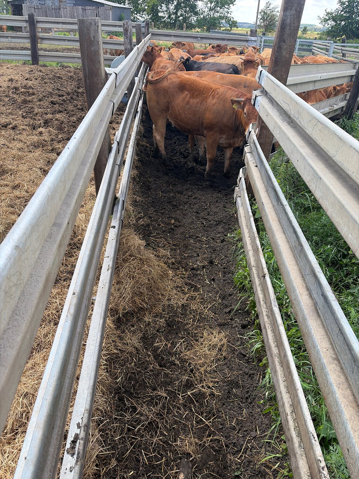 Cattle farm activity and open fields in Witnica, Poland