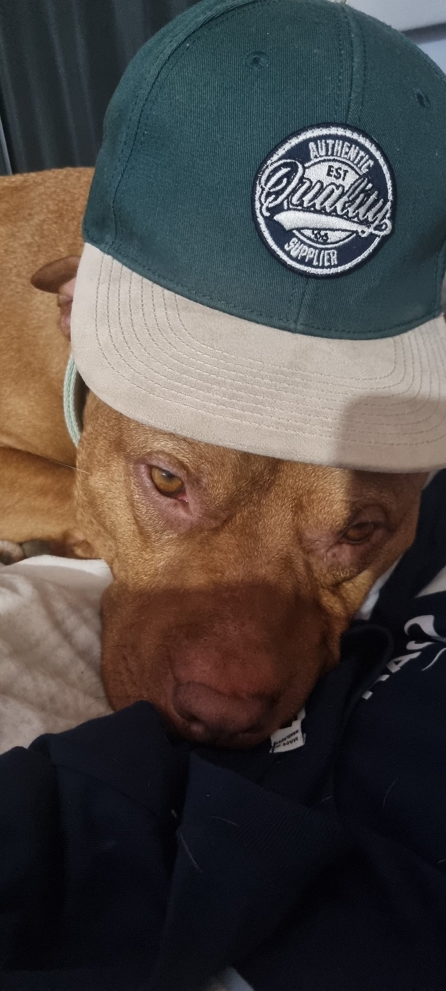 Brown dog photographed in multiple cozy bedroom moments