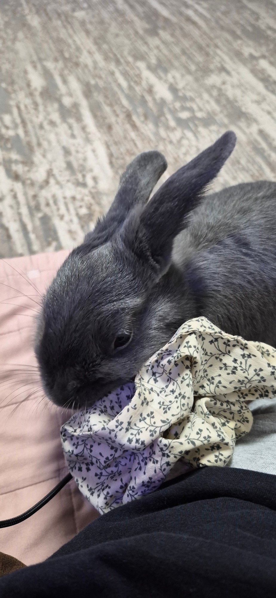 Pet rabbit and aquarium fish at a home in Ussurijsk