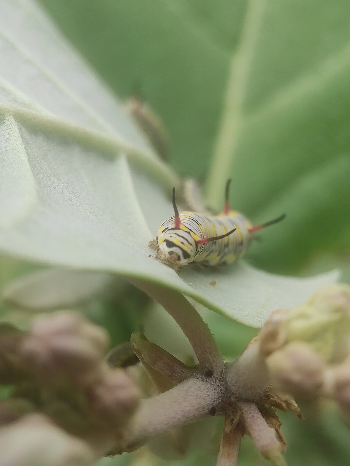 Morning nature documentation session captures insects, cat, rice fields