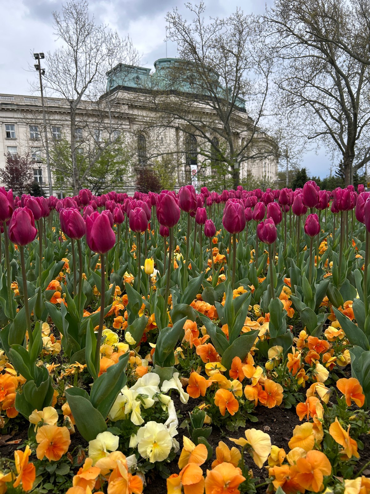 Spring flower displays bloom across central Sofia parks