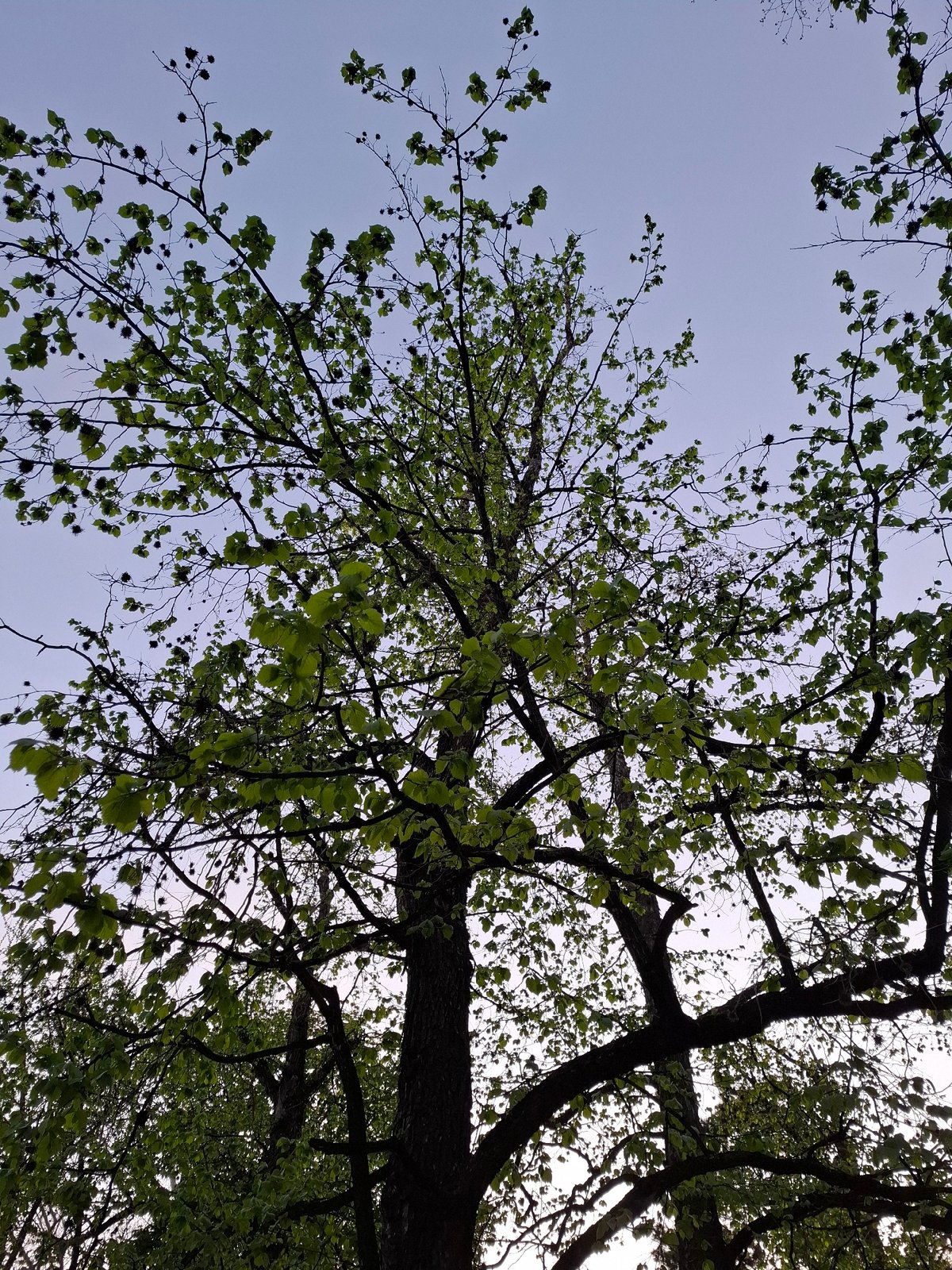 Two people share bench moment in springtime Novi Sad