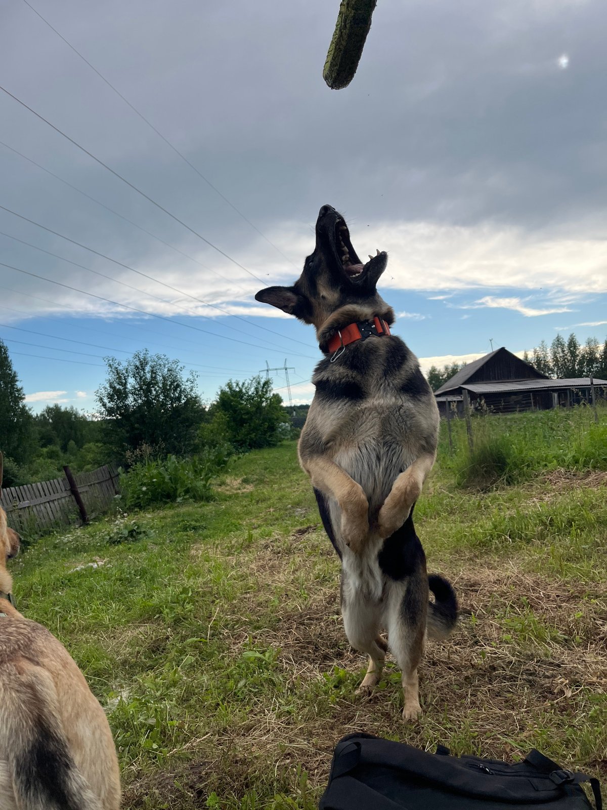 Pack of dogs playing and lounging in a Nizhny Tagil backyard