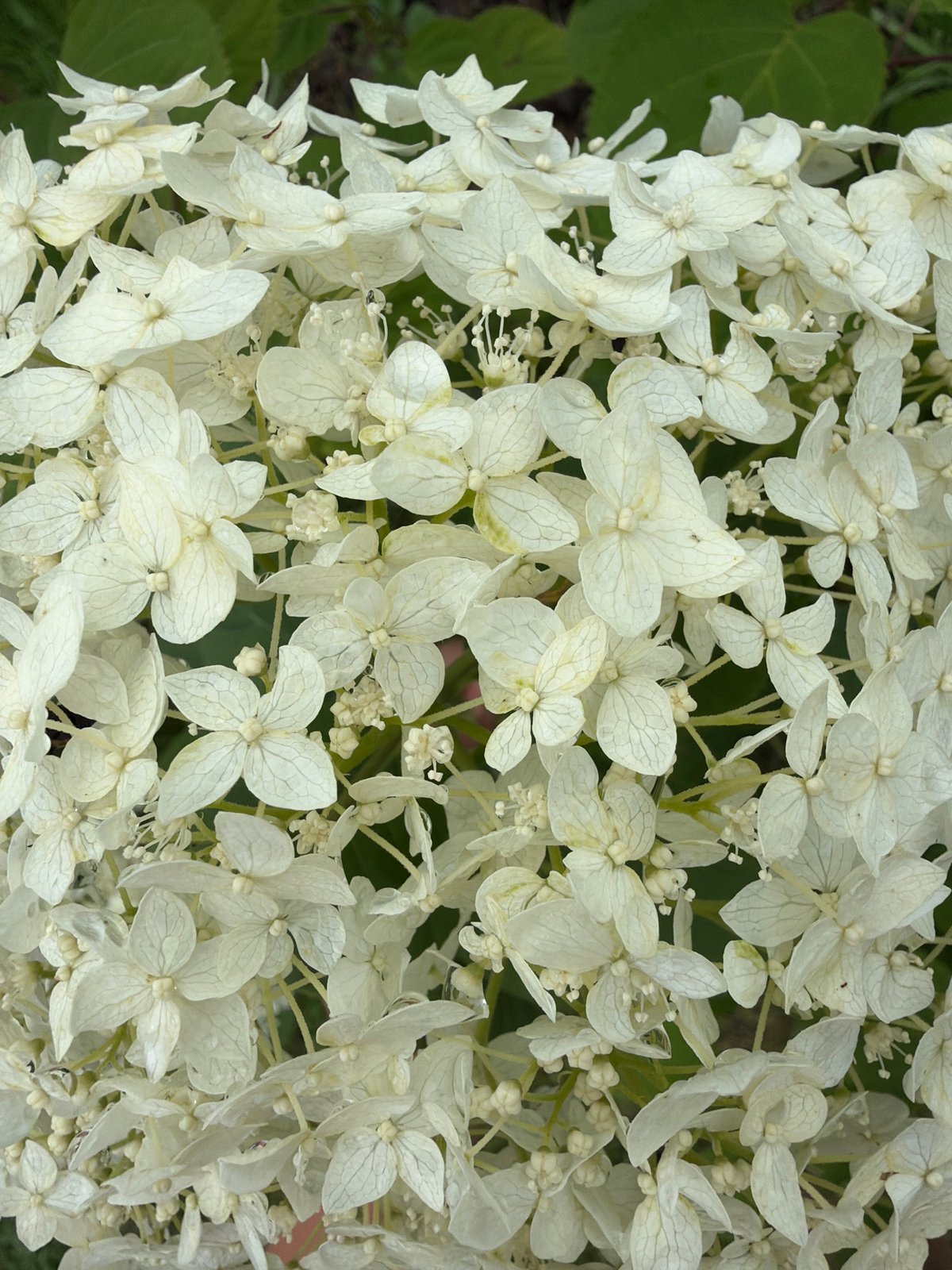 Rain-covered garden flowers and evergreen branches, Pokrov