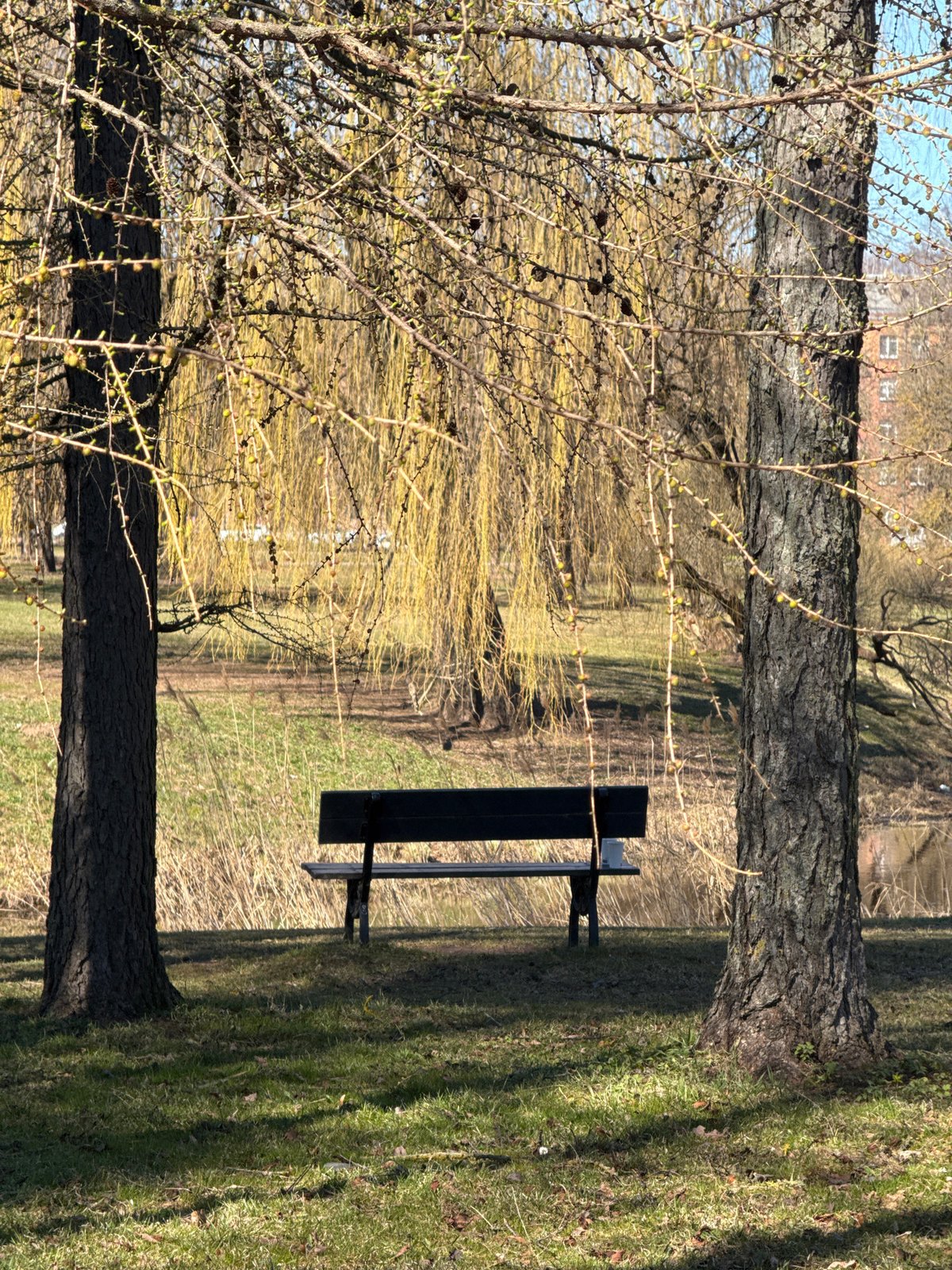 Spring awakening observed in Riga park with blooming trees