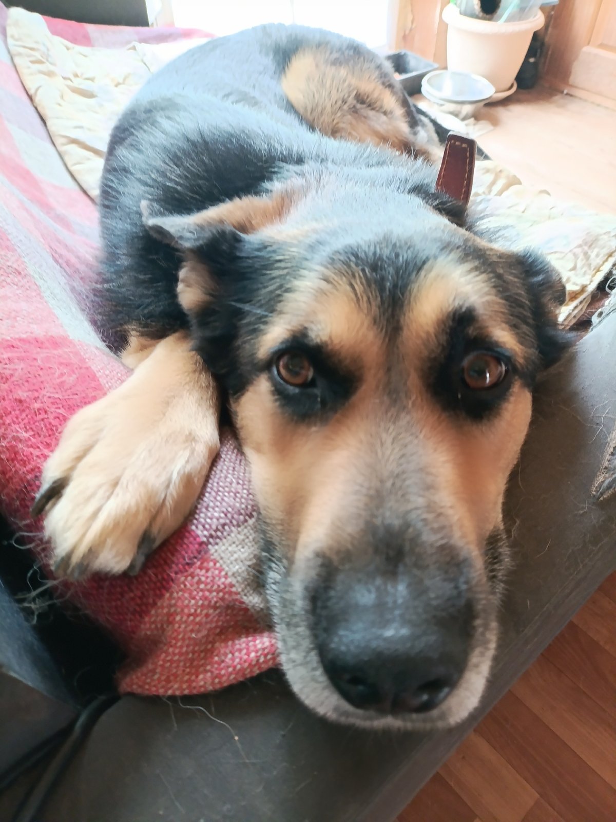 Quiet domestic moments captured in Kommunarka: resting dog, blooming flowers