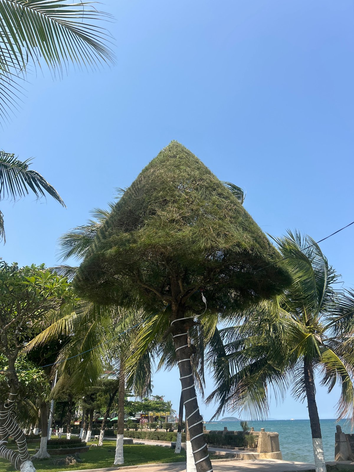 Morning stroll documented along palm-lined streets in Nha Trang