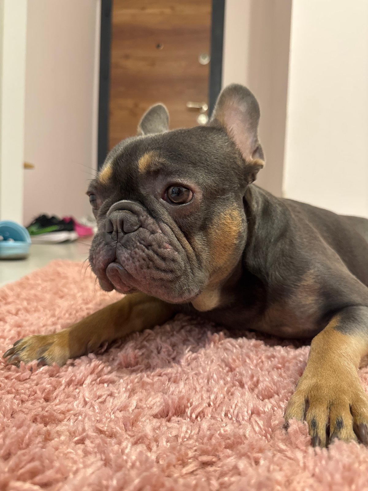 Pets captured at rest in Burgas home