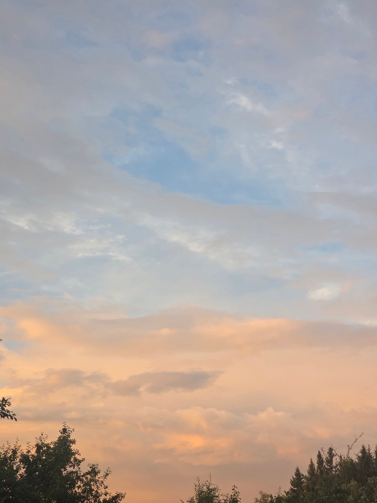 Summer afternoon in Frolovo: roses, big skies, and a Sphynx cat