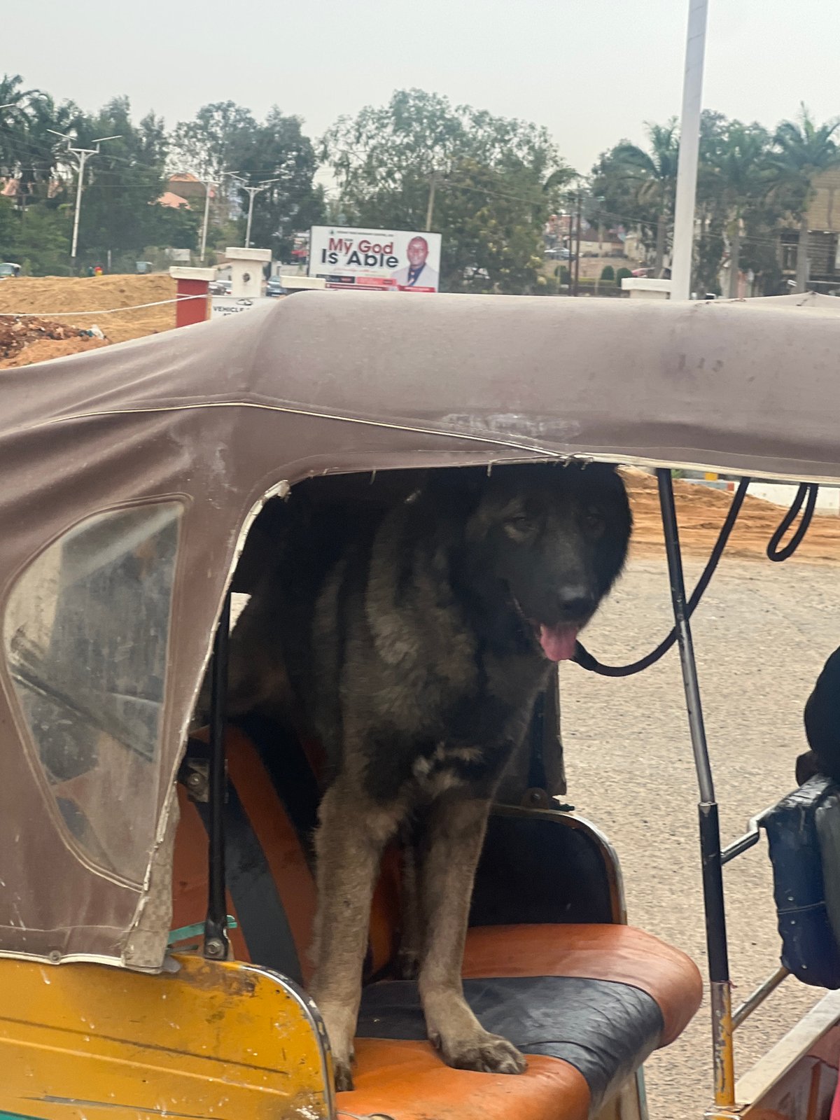 Dog rides in auto-rickshaw in Jos, Nigeria