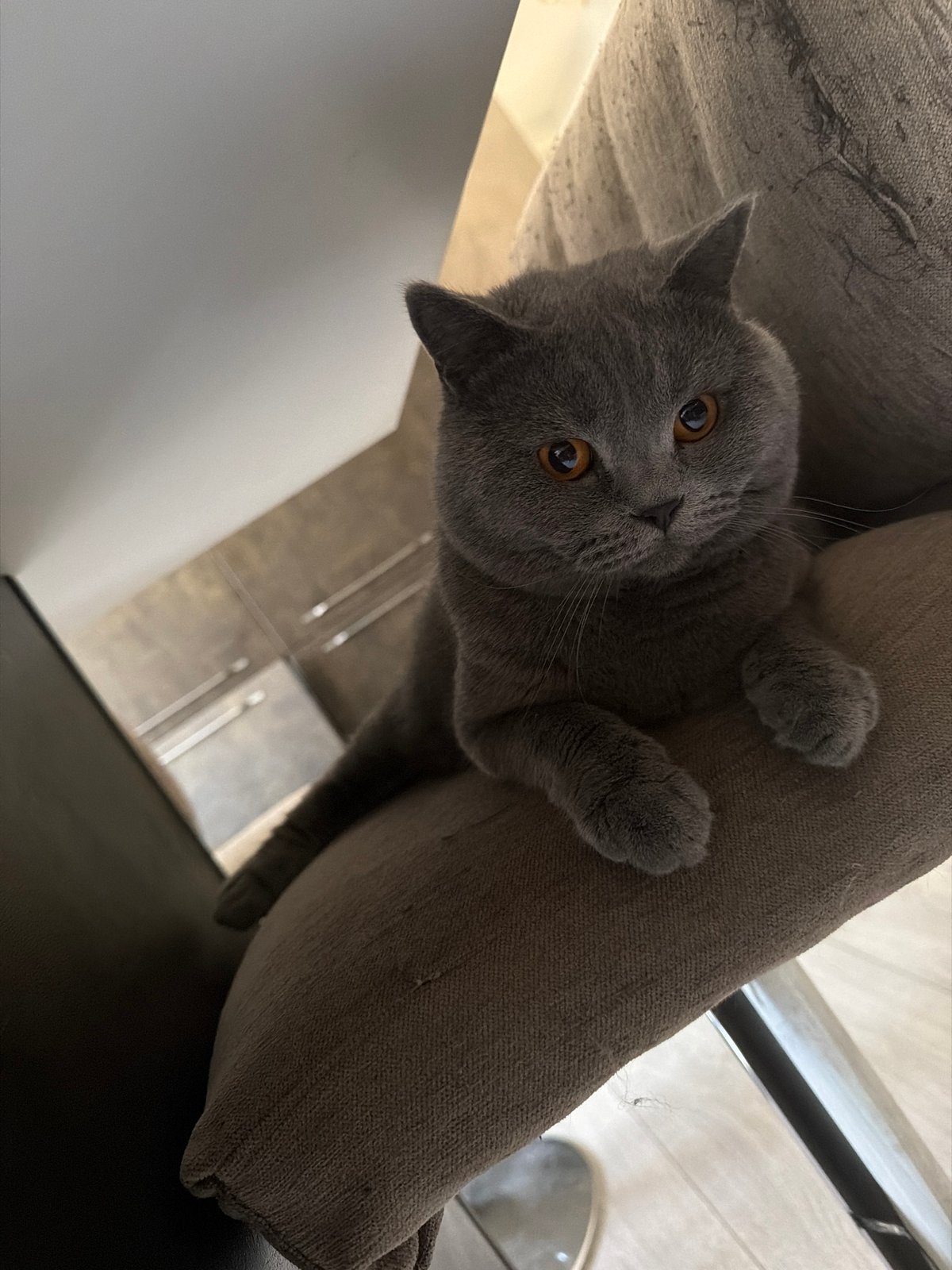 Grey cat lounges at home on a sweltering June morning